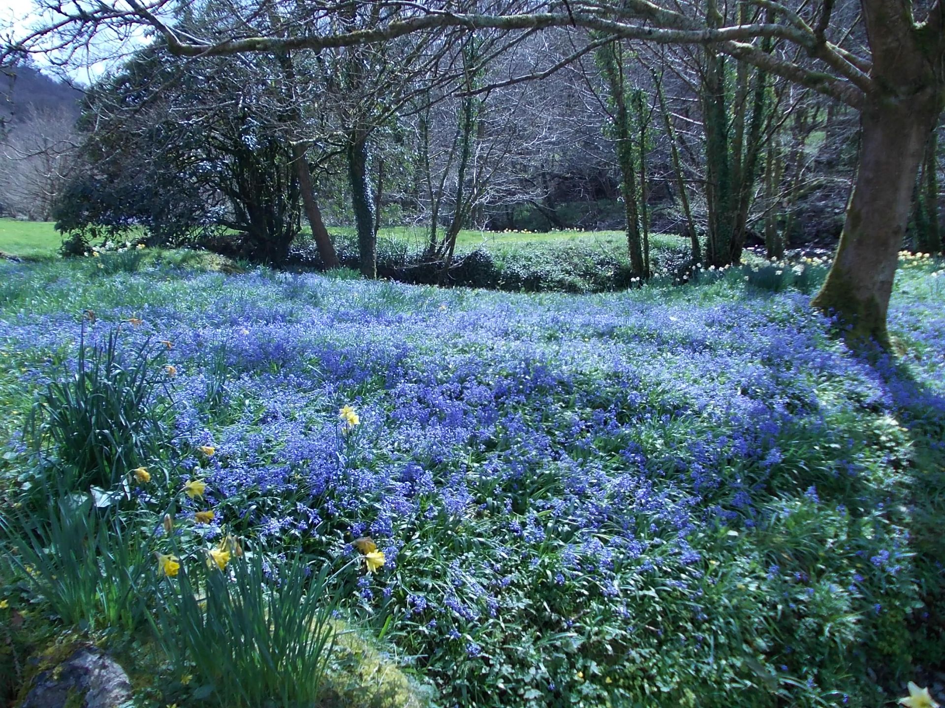 Pale blue to delight the eye